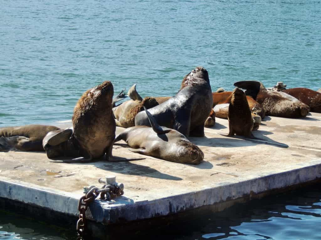 Sea lions lounge next to the river in Valdivia, Chile. 